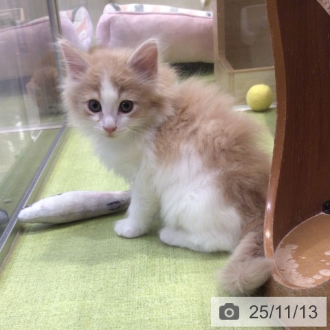 ノルウェージャンフォレストキャットの写真