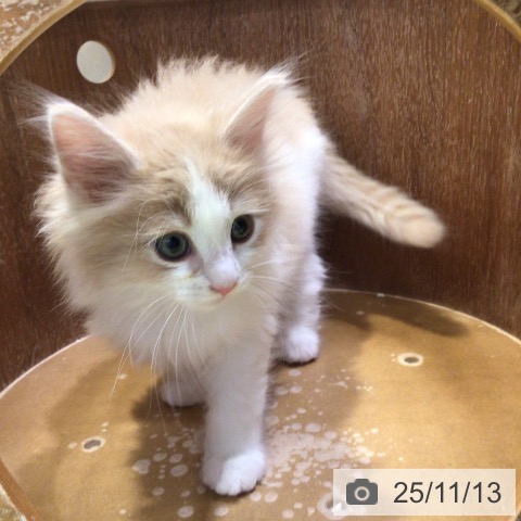 ノルウェージャンフォレストキャットの写真