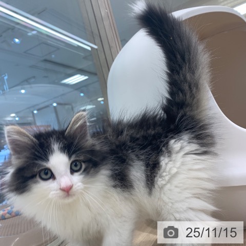 東京都のノルウェージャンフォレストキャット (ペットプラス アクアシティお台場店/2025年9月8日生まれ/女の子/ブラウンマッカレルタビーホワイト)の子猫の4枚目の画像