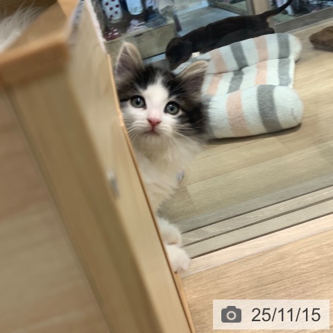 東京都のノルウェージャンフォレストキャット (ペットプラス アクアシティお台場店/2025年9月8日生まれ/女の子/ブラウンマッカレルタビーホワイト)の子猫の3枚目の画像