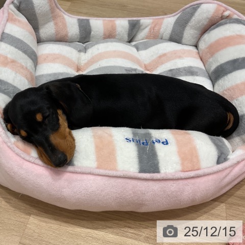 群馬県のミニチュアダックスフンド(ロング) (ペットプラス イオンモール太田店/2025年9月9日生まれ/男の子/ブラックタン)の子犬の3枚目の画像