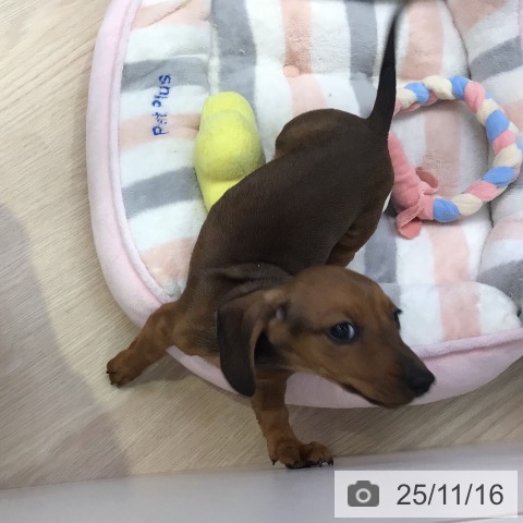 東京都のミニチュアダックスフンド(ロング) (ペットプラス 多摩平の森店/2025年9月9日生まれ/男の子/レッド)の子犬の3枚目の画像