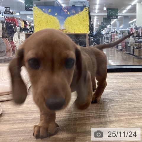 千葉県のミニチュアダックスフンド(ロング) (ペットプラス ユーカリが丘店/2025年9月9日生まれ/男の子/レッド)の子犬の4枚目の画像