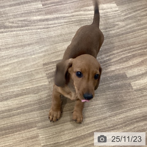 千葉県のミニチュアダックスフンド(ロング) (ペットプラス ユーカリが丘店/2025年9月9日生まれ/男の子/レッド)の子犬の3枚目の画像