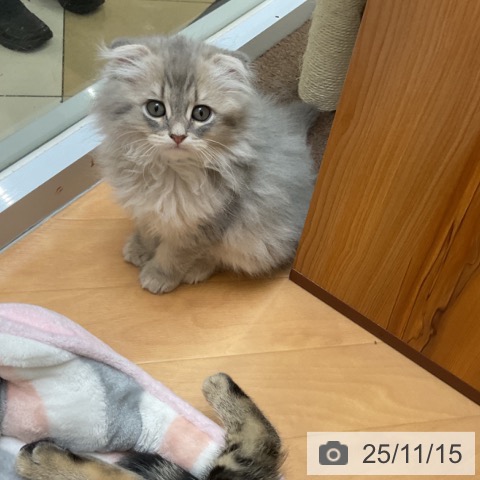 スコティッシュフォールドの写真