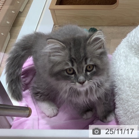 千葉県のラガマフィン (ペットプラス 船橋店/2025年9月4日生まれ/女の子/ブルータビーホワイト)の子猫の4枚目の画像