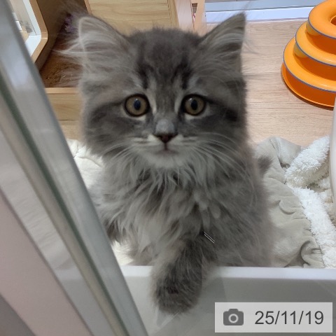 千葉県のラガマフィン (ペットプラス 船橋店/2025年9月4日生まれ/女の子/ブルータビーホワイト)の子猫の3枚目の画像