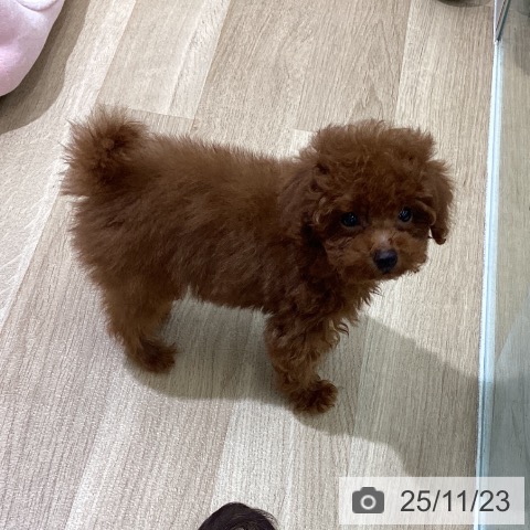 東京都のトイプードル(トイ) (ペットプラス MARK IS 葛飾かなまち店/2025年9月10日生まれ/男の子/レッド)の子犬の4枚目の画像