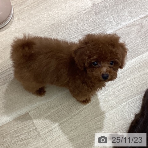 東京都のトイプードル(トイ) (ペットプラス MARK IS 葛飾かなまち店/2025年9月10日生まれ/男の子/レッド)の子犬の3枚目の画像