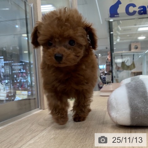 トイ・プードルの写真