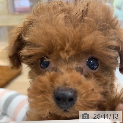 トイ・プードルの写真