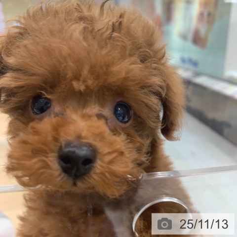 トイ・プードルの写真