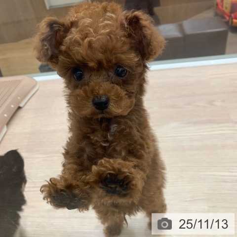 トイ・プードルの写真