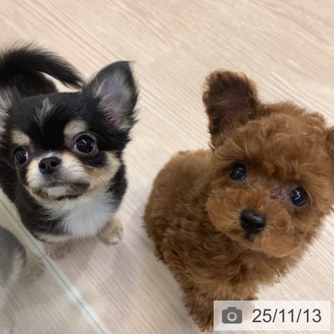 トイ・プードルの写真