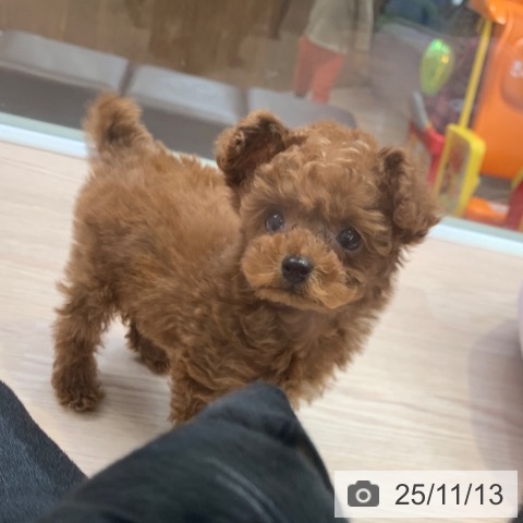 トイ・プードルの写真