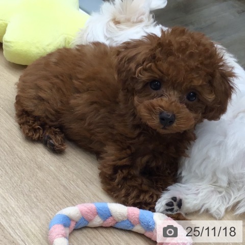 トイ・プードルの写真