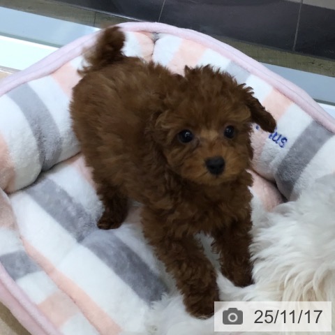 東京都のトイプードル(トイ) (ペットプラス むさし村山店/2025年9月10日生まれ/女の子/レッド)の子犬の4枚目の画像