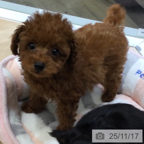 東京都のトイプードル(トイ) (ペットプラス むさし村山店/2025年9月10日生まれ/女の子/レッド)の子犬の3枚目の画像