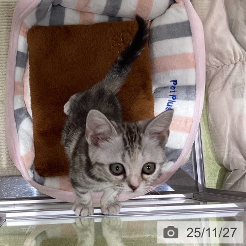 埼玉県のアメリカンショートヘアー (ペットプラス 羽生店/2025年9月5日生まれ/女の子/シルバーパッチドタビー)の子猫の4枚目の画像