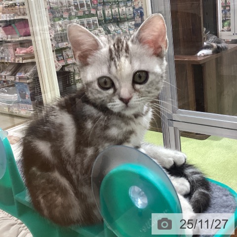 埼玉県のアメリカンショートヘアー (ペットプラス 羽生店/2025年9月5日生まれ/女の子/シルバーパッチドタビー)の子猫の4枚目の画像