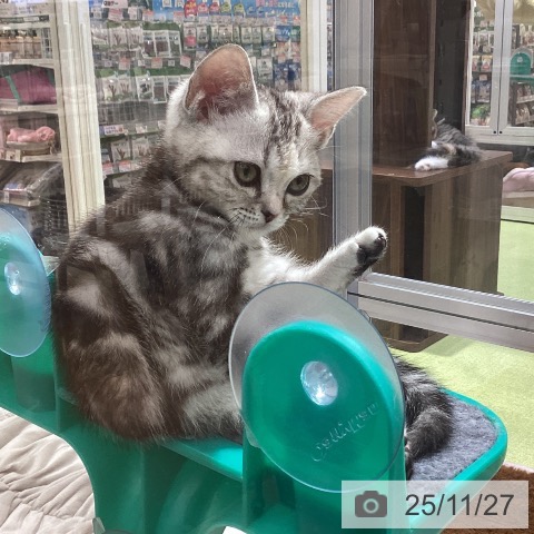 埼玉県のアメリカンショートヘアー (ペットプラス 羽生店/2025年9月5日生まれ/女の子/シルバーパッチドタビー)の子猫の3枚目の画像