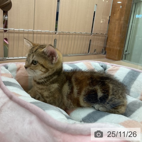 アメリカンショートヘアの写真