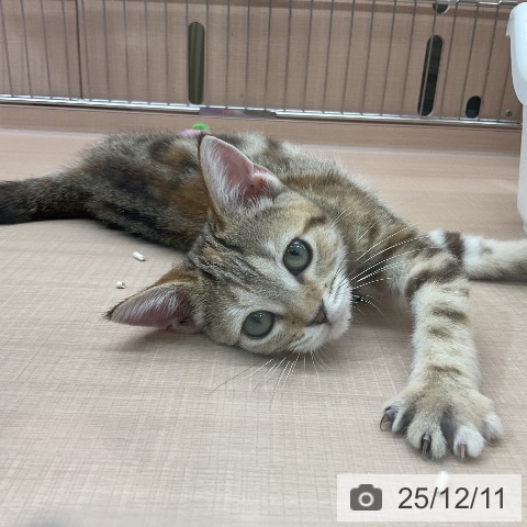 埼玉県のアメリカンショートヘアー (ペッツワン 新座店/2025年9月5日生まれ/女の子/ブラウンパッチドタビー)の子猫の4枚目の画像