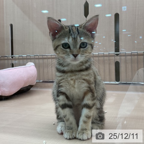 埼玉県のアメリカンショートヘアー (ペッツワン 新座店/2025年9月5日生まれ/女の子/ブラウンパッチドタビー)の子猫の3枚目の画像