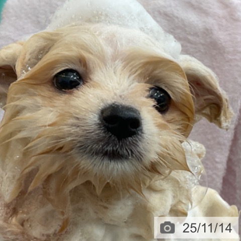 ポメラニアンの写真