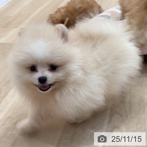 ポメラニアンの写真