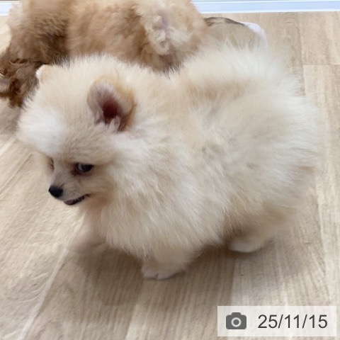 ポメラニアンの写真