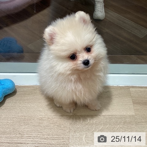 ポメラニアンの写真