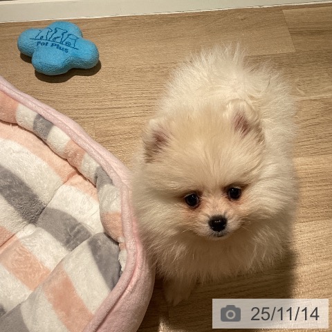 ポメラニアンの写真
