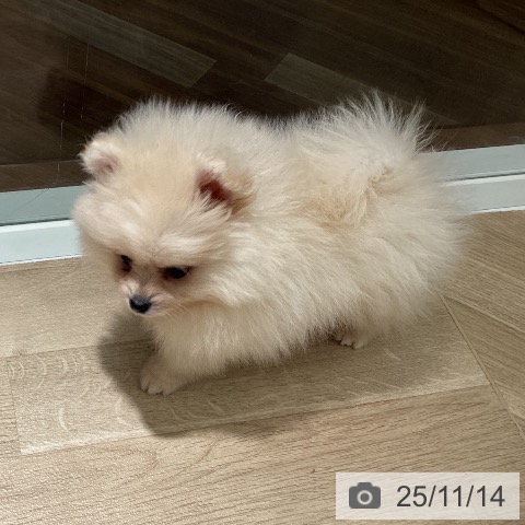 ポメラニアンの写真