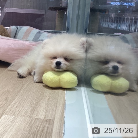 埼玉県のポメラニアン (ペットプラス イオンモール春日部店/2025年9月13日生まれ/男の子/クリーム)の子犬の3枚目の画像