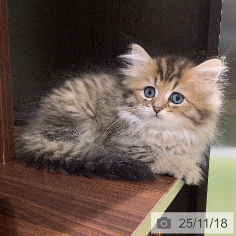 長野県のペルシャ (ペットプラス 松本店/2025年9月13日生まれ/男の子/チンチラゴールデン)の子猫の4枚目の画像