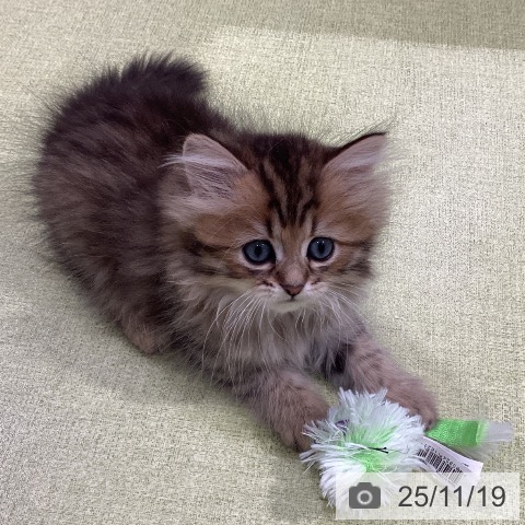 長野県のペルシャ (ペットプラス 松本店/2025年9月13日生まれ/男の子/チンチラゴールデン)の子猫の3枚目の画像