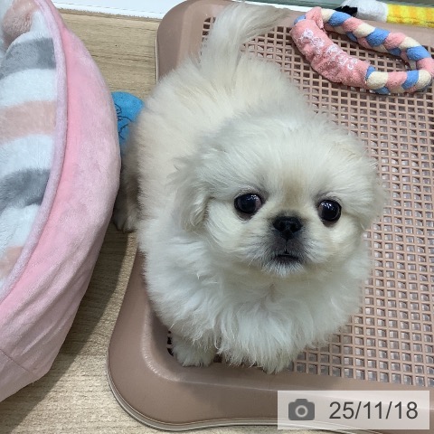 ペキニーズの写真