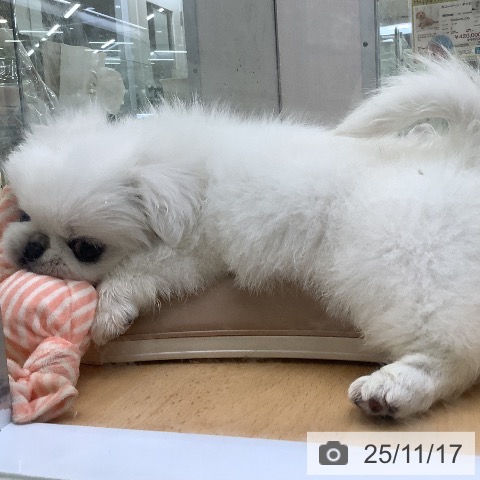 ペキニーズの写真
