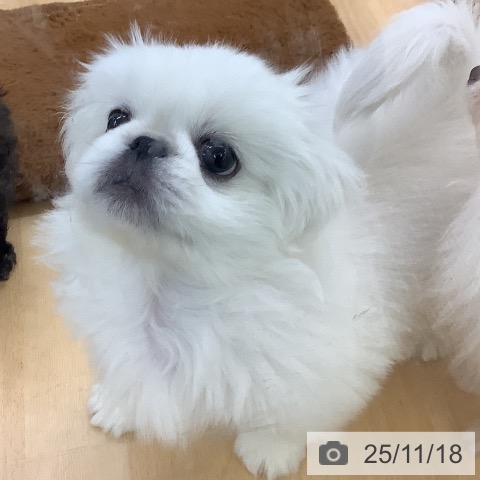 ペキニーズの写真