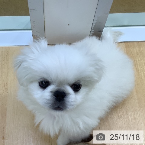 ペキニーズの写真