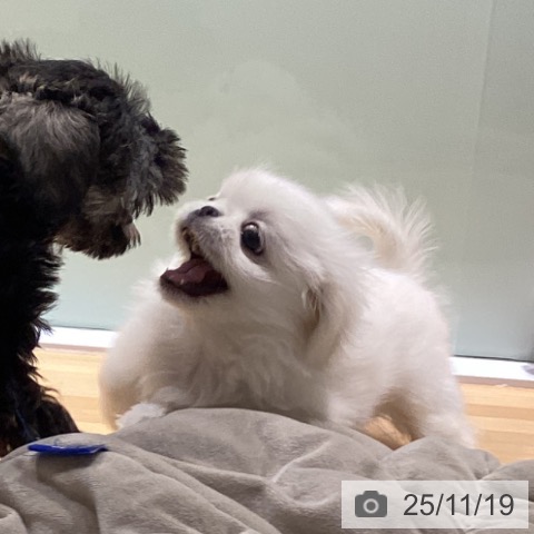 ペキニーズの写真