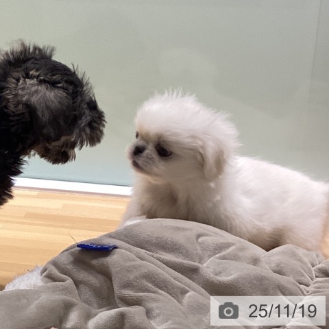 ペキニーズの写真