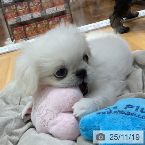 ペキニーズの写真