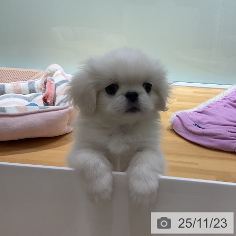 ペキニーズの写真