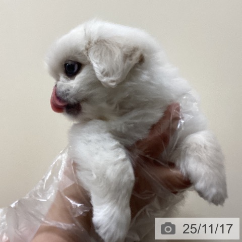 ペキニーズの写真