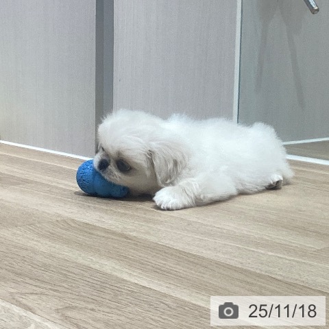 ペキニーズの写真