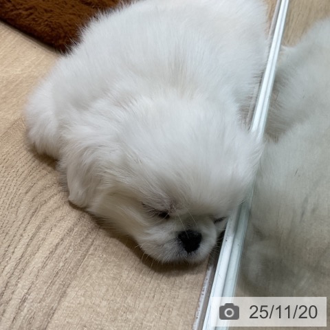 埼玉県のペキニーズ (ペットプラス ららぽーと富士見店/2025年9月17日生まれ/男の子/クリーム)の子犬の4枚目の画像