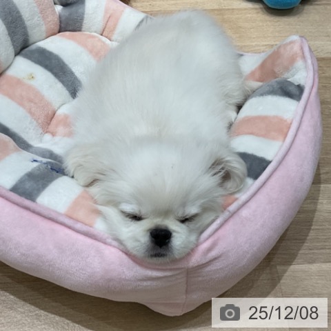 埼玉県のペキニーズ (ペットプラス ららぽーと富士見店/2025年9月17日生まれ/男の子/クリーム)の子犬の3枚目の画像