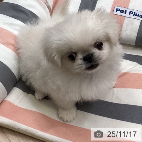 ペキニーズの写真